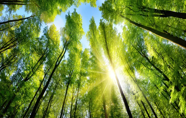 Carbon emissions